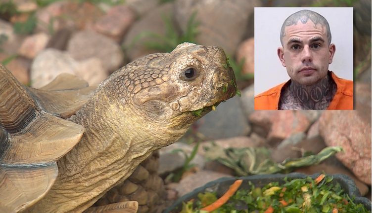 Tortoise Theft Suspect Accused Of Prior Turtle Theft