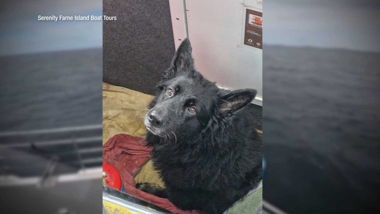 Tour Boat Crew Rescues Dog Swept Out To Sea