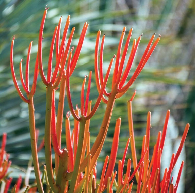 Toxic Firestick Plant Found In La Yards