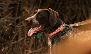 Tracking Dogs Aid Wyoming Hunters In Recovering Lost Game