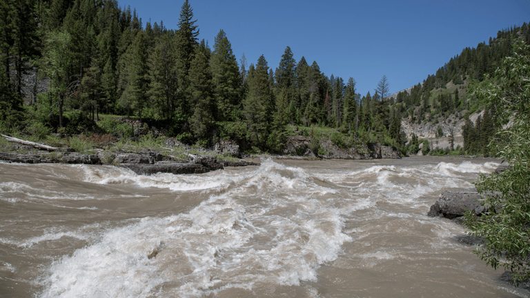 Tree Lodged In Snake River