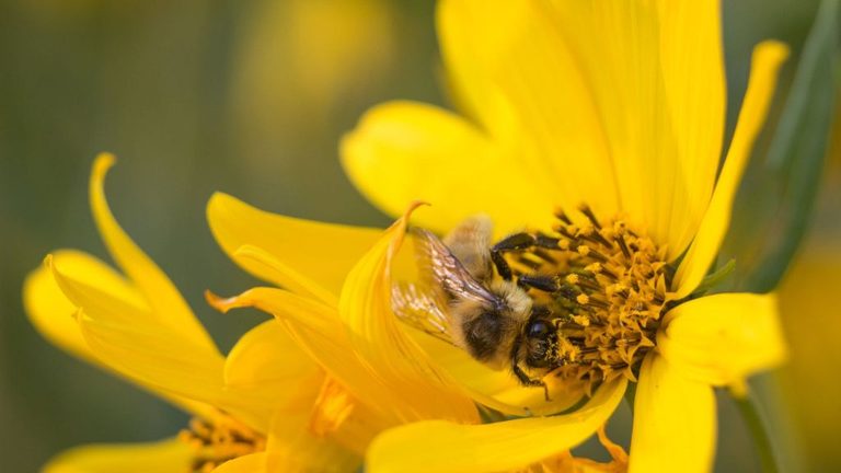 Truck Carrying Bees Overturns In Yellowstone