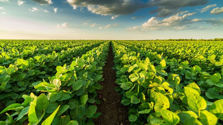 Trump Expands Support For Regenerative Agriculture