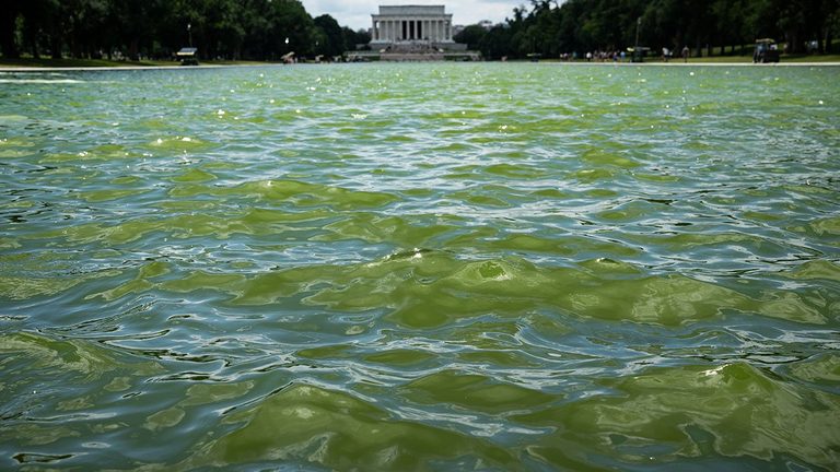Trump S Reflecting Pool Renovation Turns Green