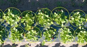 Uf Develops Ai Tools For Florida Farmers