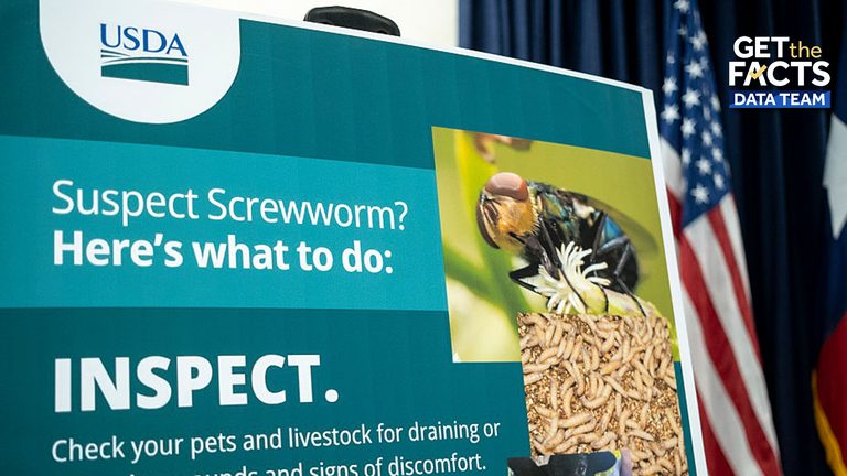Usda Confirms New World Screwworm Cases In Texas Livestock