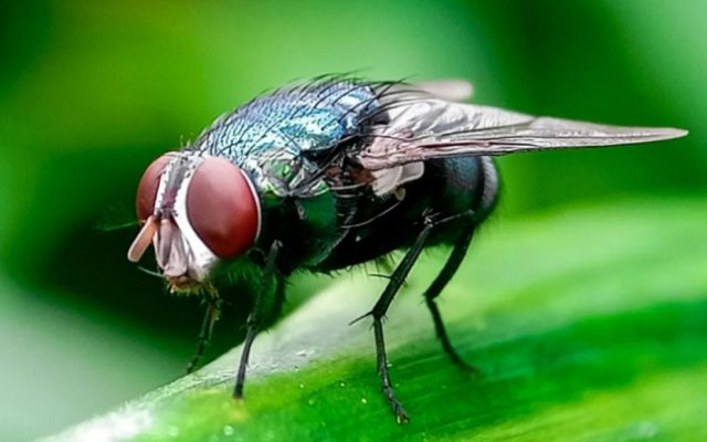 Usda Defends Screwworm Response