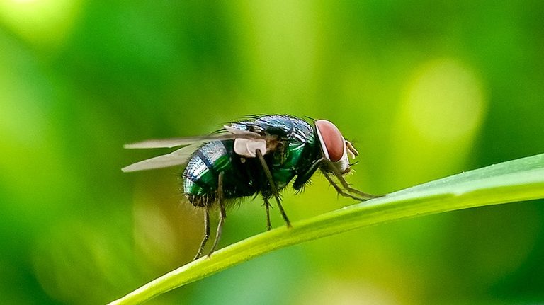 Usda Fights Flesh Eating Screwworm