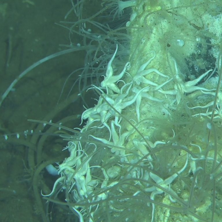 Vast Whale Graveyard Found