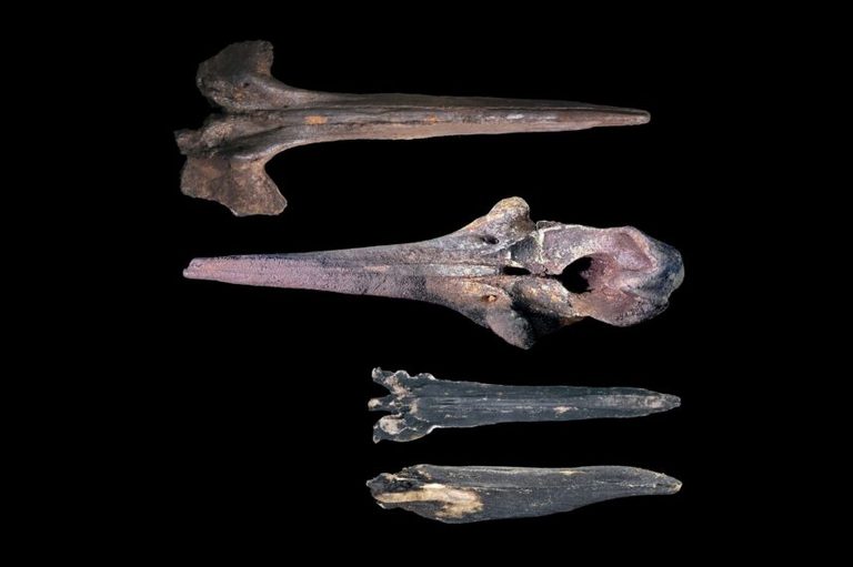Vast Whale Graveyard Found
