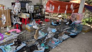 Vietnam Police Rescue 400 Cats