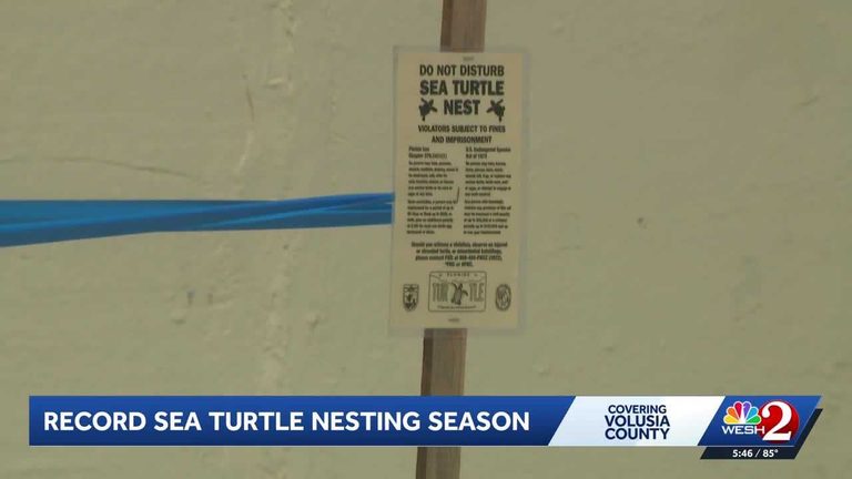 Volusia County Sea Turtle Nests Break Records