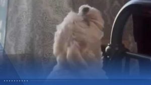 West Des Moines Dog Joins Fire Truck Siren In Adorable Video