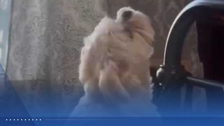 West Des Moines Dog Joins Fire Truck Siren In Adorable Video