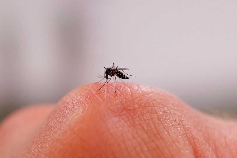 West Nile Virus Found In Bernalillo County