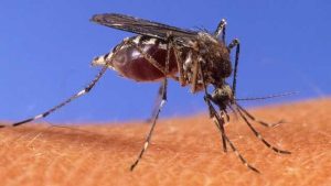 West Nile Virus Found In Indiana Mosquitoes