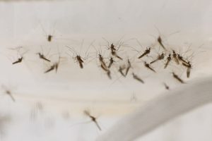 West Nile Virus Found In Lubbock Mosquitoes