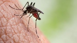 West Nile Virus Found In San Gabriel Valley Mosquitoes