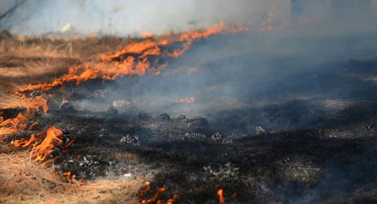 Wildfires Erupt In Citrus Hernando Counties