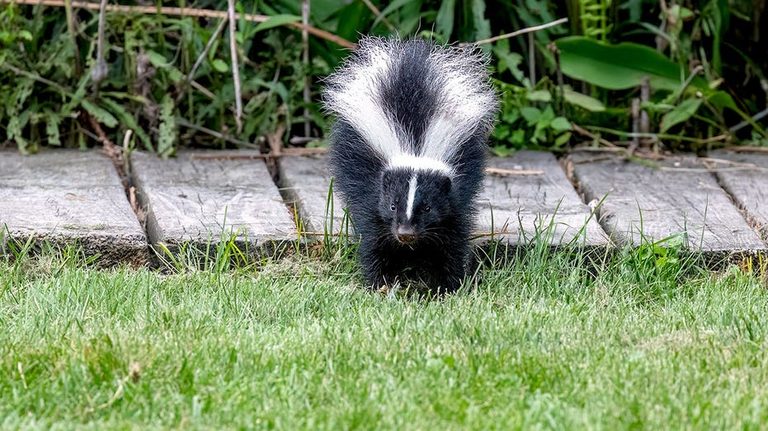 Wildlife Expert Debunks Skunk Repellent Myth