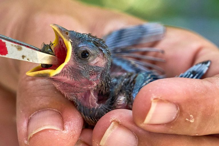Wildlife Struggles In Heat