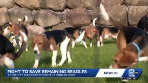 Wisconsin Beagle Breeding Facility To Close