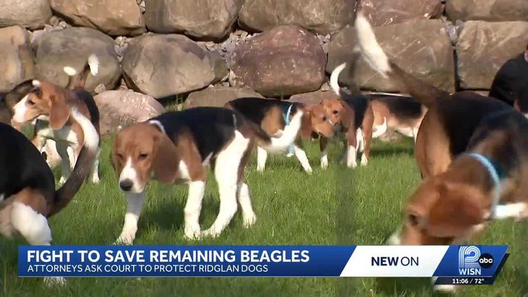 Wisconsin Beagle Breeding Facility To Close