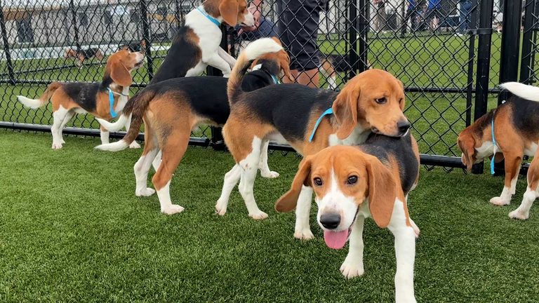 Wisconsin Beagle Farm Closes