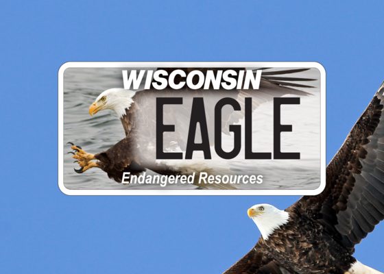 Wisconsin Celebrates National Eagle Day