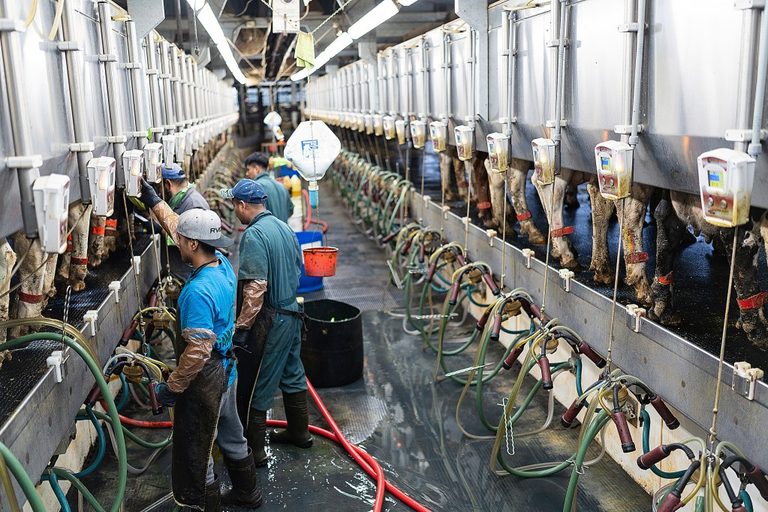 Wisconsin Dairy Farms Gain New Hiring Option