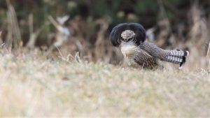 Wisconsin Dnr Releases Ruffed Grouse Pheasant Survey Results