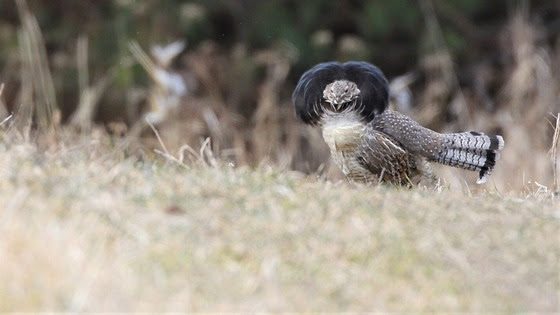 Wisconsin Dnr Releases Ruffed Grouse Pheasant Survey Results