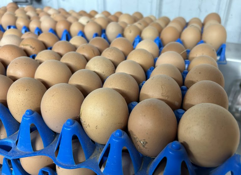 Wisconsin Egg Production Drops 57