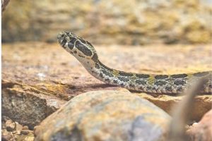 Wyoming Highway Patrol Helps Motorist With Snake