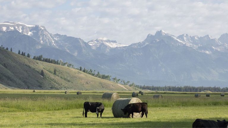 Wyoming Prepares For New World Screwworm