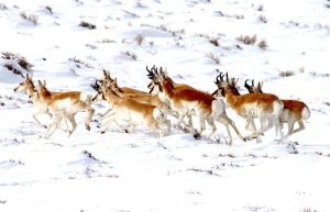Wyoming Protects Pronghorn Migration Route