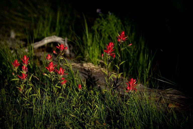 Wyoming S State Flower Blooms