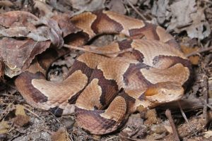 Youngsville Woman Bitten By Copperhead