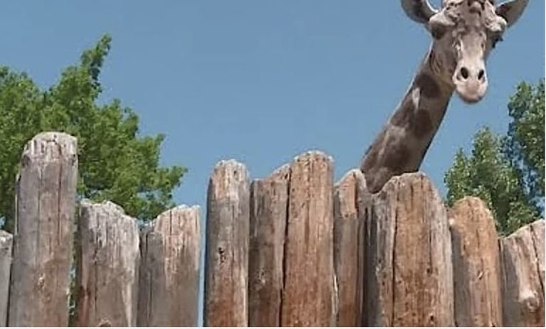 Zoo Boise Offers 2 50 Tickets For 4Th Of July