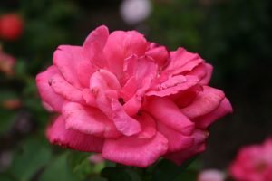 Washington National Cathedral – Bishop's Garden — Washington D.C.
