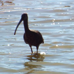 Hagerman National Wildlife Refuge — Sherman