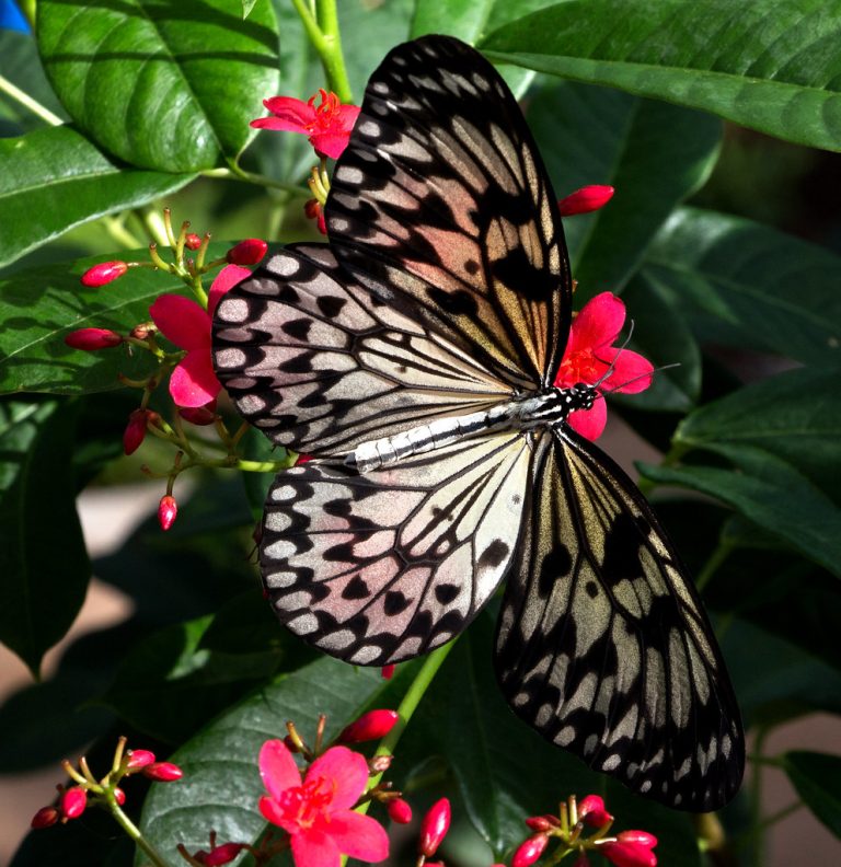 Butterfly Wonderland — Phoenix