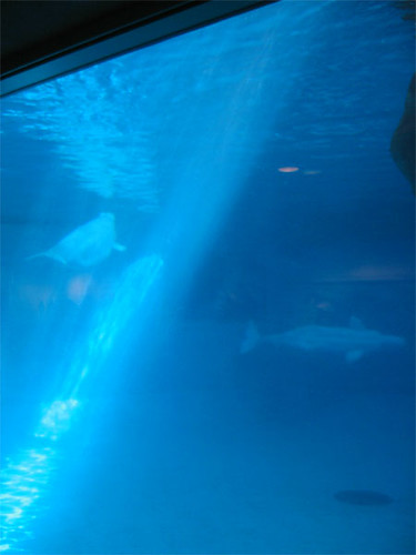 Shedd Aquarium Welcomes Four Rescued Beluga Whales in Heartwarming Arrival