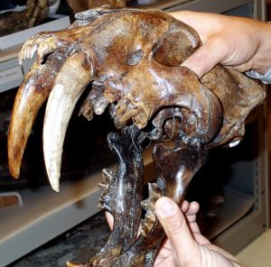La Brea Tar Pits and Museum — Los Angeles
