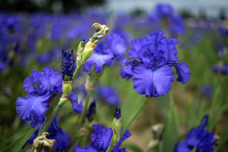 Schreiner's Iris Gardens — Salem