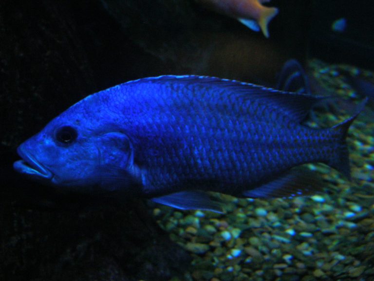 Downtown Aquarium Houston — Houston