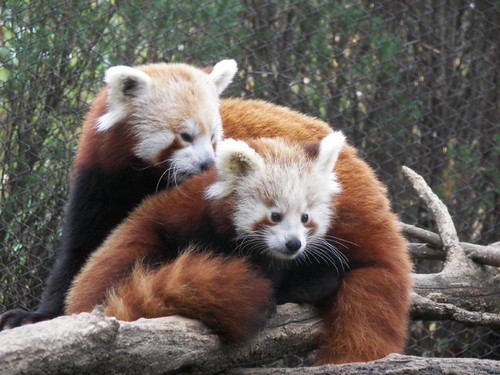 Erie Zoo — Erie