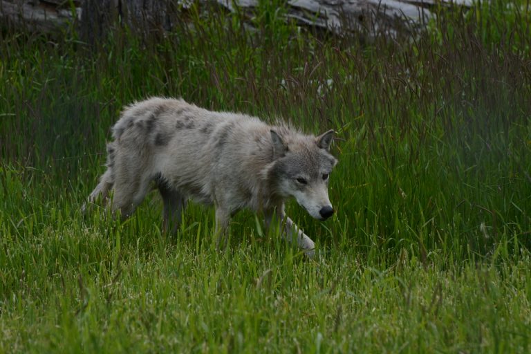 Alaska Wildlife Conservation Center — Anchorage