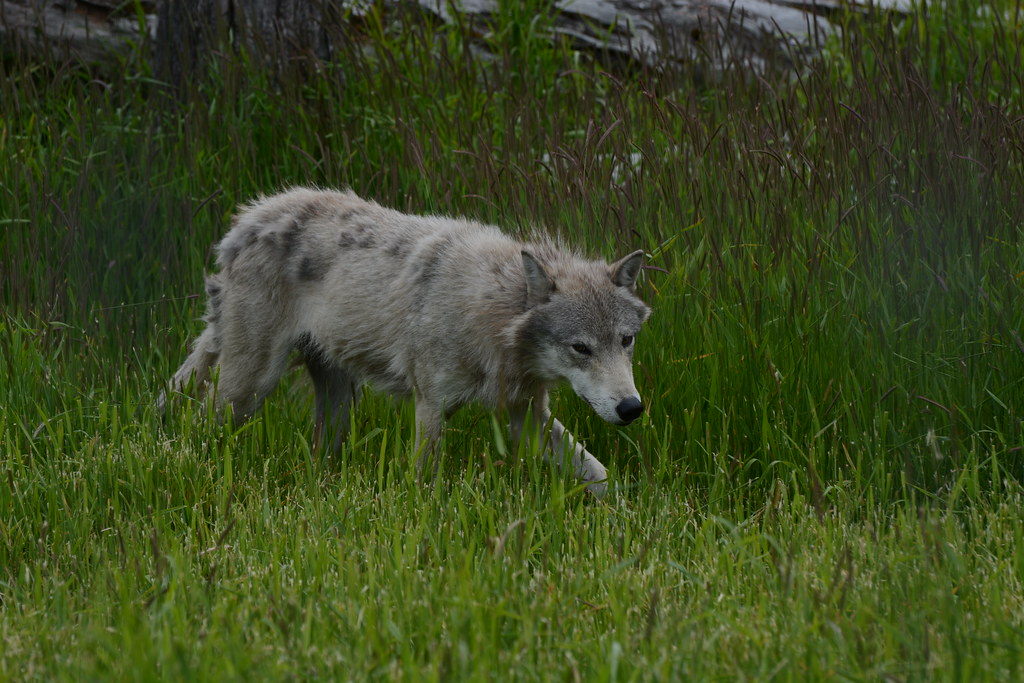 Alaska Wildlife Conservation Center — Anchorage