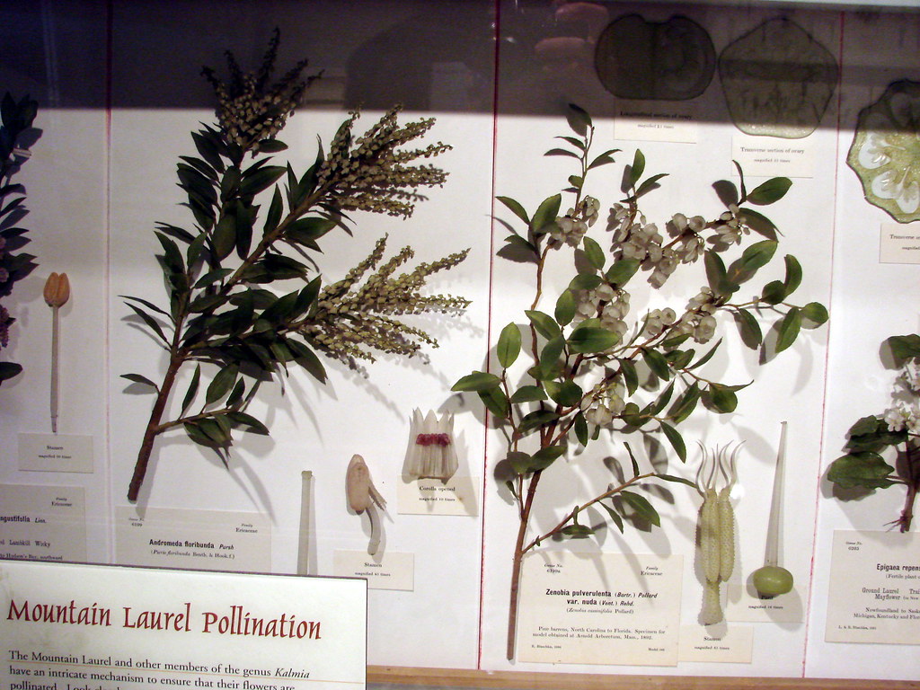 Harvard Museum of Natural History — Boston